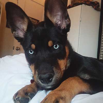 What is the temperament of a Rottweiler/Chow mix?