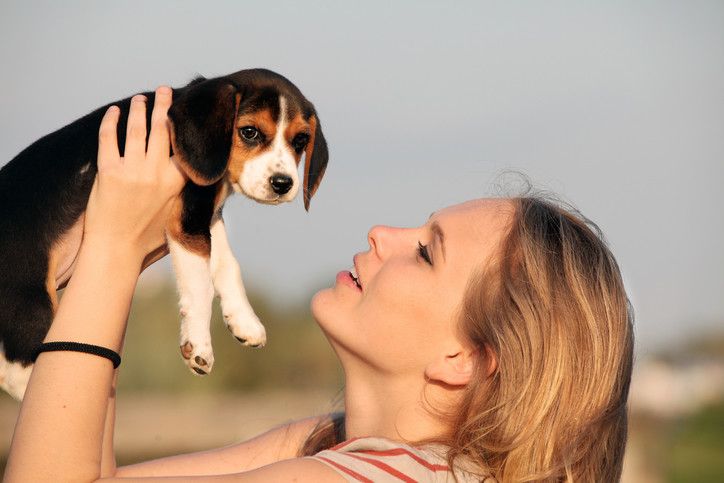 How to Train a Beagle Puppy