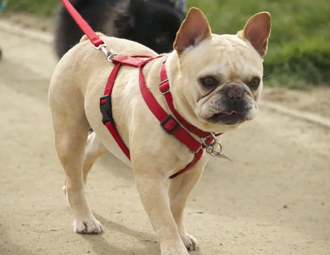 French Bulldog Puppy