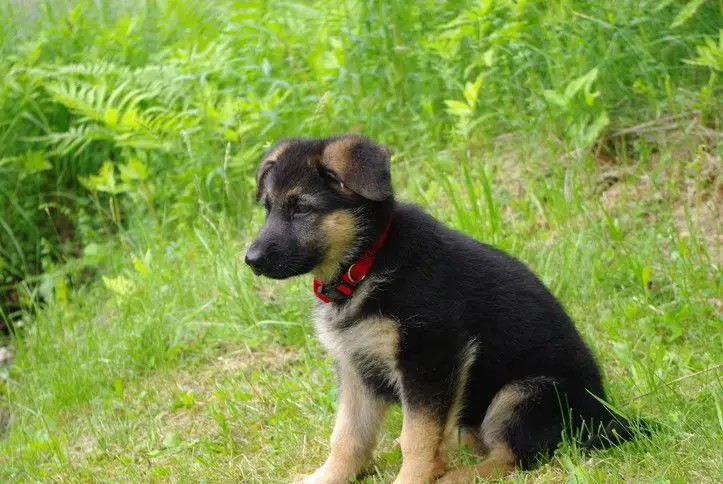 How To Train A German Shepherd Puppy