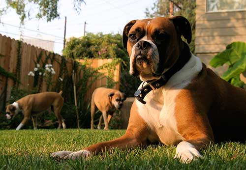 Boxer Dog