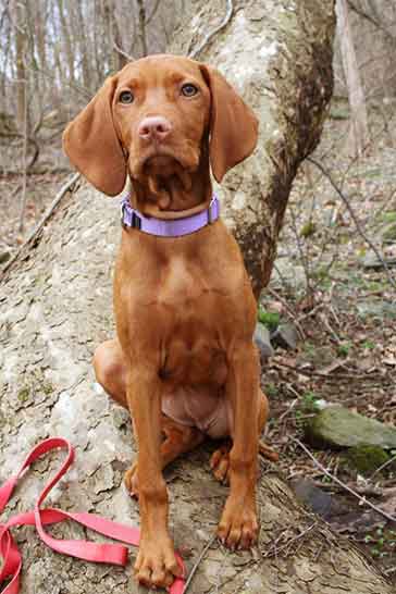 Vizsla dog traits