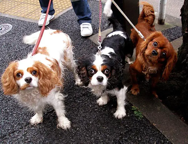 King-Charles-Spaniel