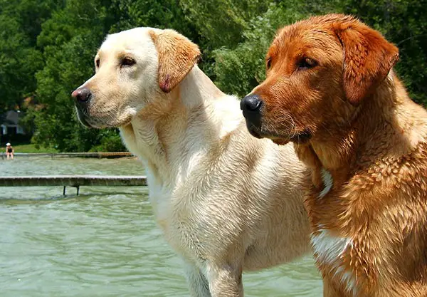 Labrador-Retrievers-yellow-and-red