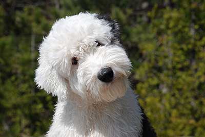 Old English Sheep Dog