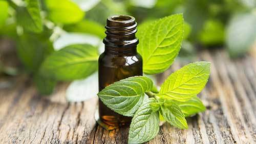 peppermint oil for dogs chronic stress