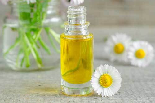 Roman Chamomile oil to help with dog anxiety