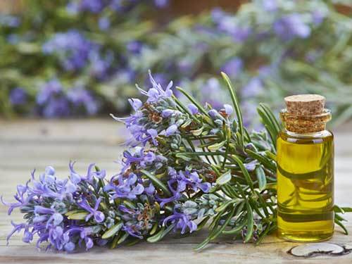 Rosemary essential oil for dogs to reduce stress