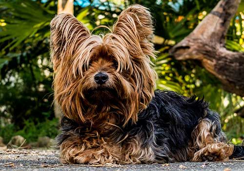 Yorkie Therapy Dog