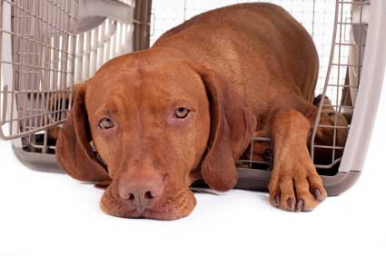 Vizsla puppy in crate