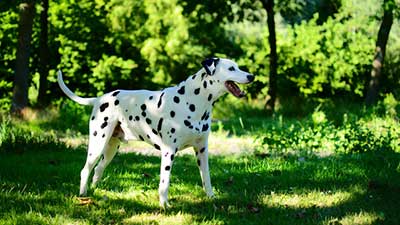 dalmatian