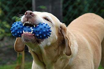 dog chewing his toy