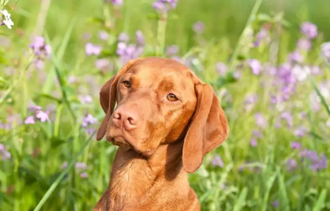 Tips on How to Train a Vizsla Puppy