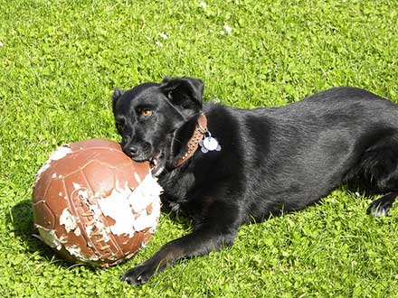 black lab chewing ball