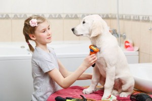 Understanding And Managing Labrador Retriever Shedding