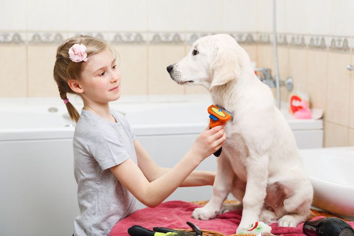 Labrador Retriever Shedding