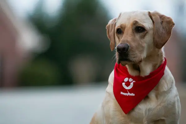 Labrador Retriever Therapy Dog