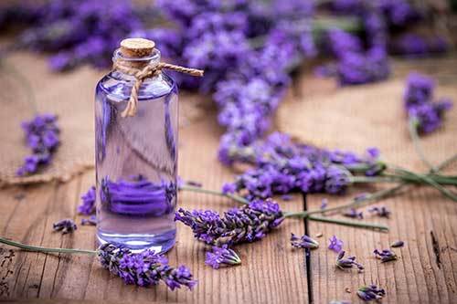 lavender essential oil to relax dogs