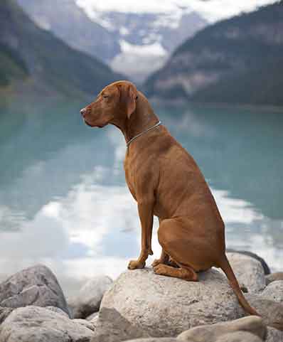 Vizsla dog training