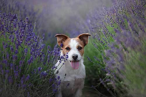 using essential oils to calm anxious dogs