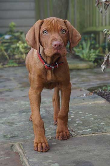 Hungarian Vizsla dog training guide