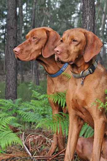 Hungarian vizsla dogs guide