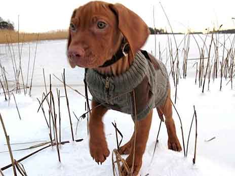 vizsla puppy temperament