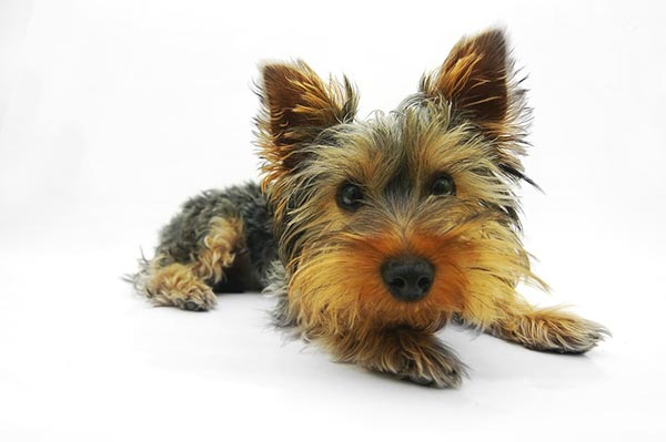 The Yorkshire Terrier