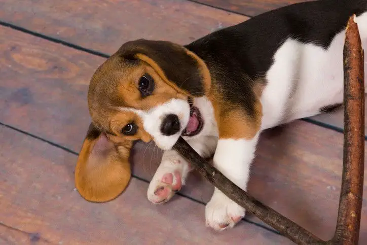 why is my beagle puppy aggressive