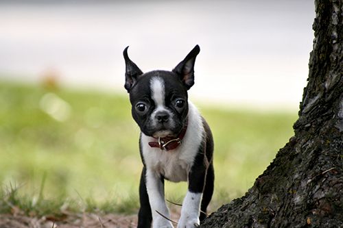 Boston Terrier Teacup Dog