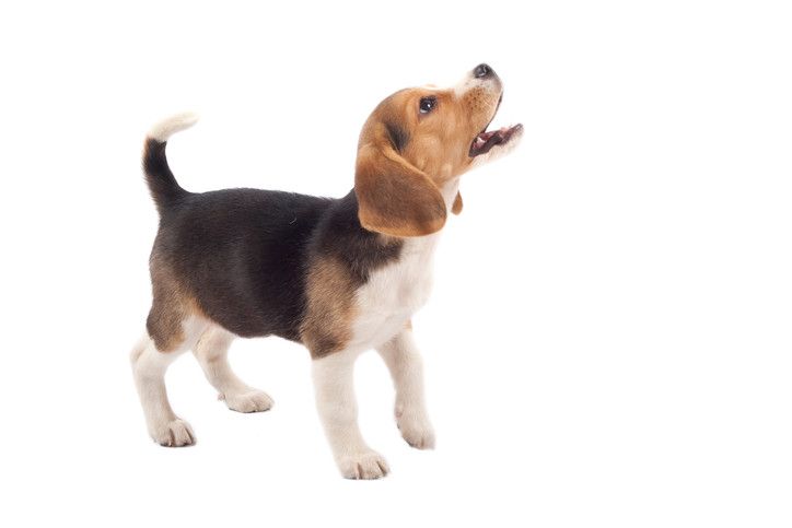 How to Train a Beagle Not to Bark
