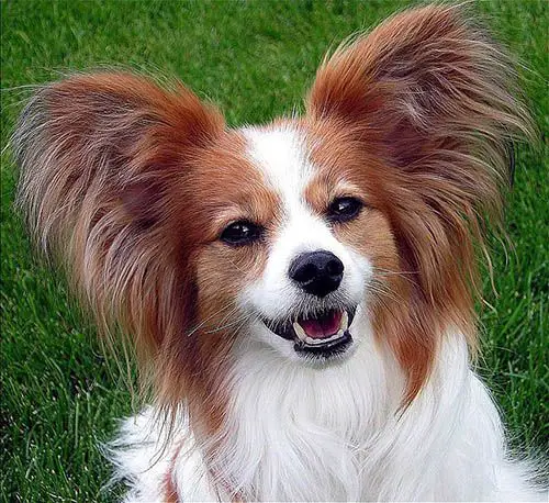 Papillon Teacup Dog