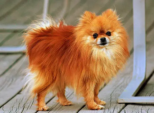 Pomeranian Teacup Dog