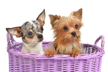 Best Teacup Dog Breeds