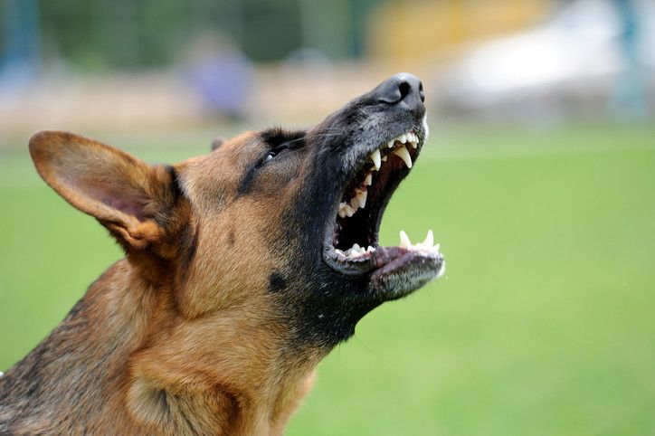 fear-aggression-in-dogs-the-complete-blueprint-to-manage-monitor-treat