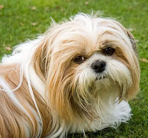 shih tzu Teacup dog