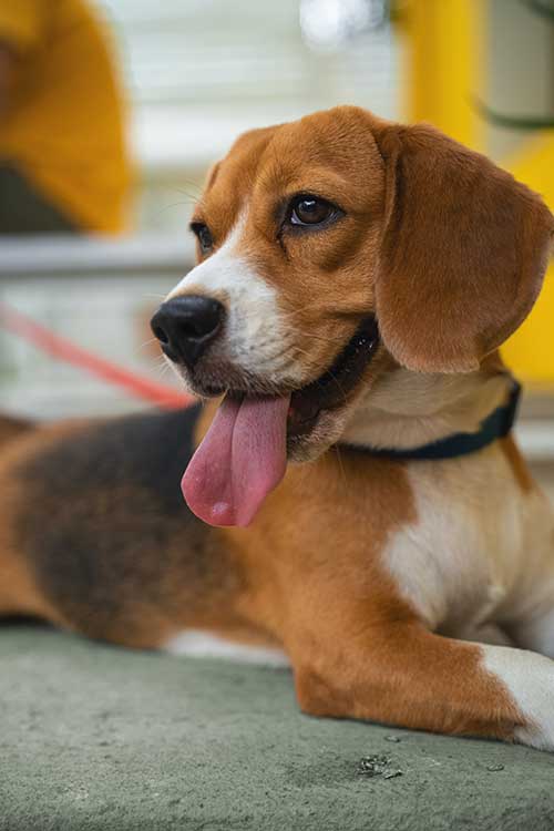 Beagle sitting with his tongue out