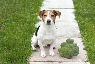 can u give dogs broccoli