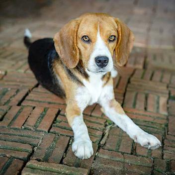 beagle shedding how much do beagles shed