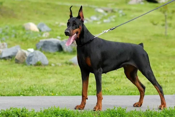 normal doberman