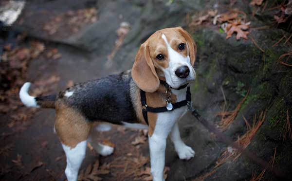 How do I stop my beagle from shedding?