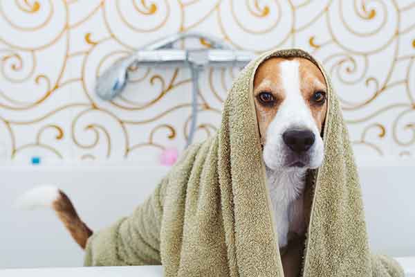 cute beagle dog after bath