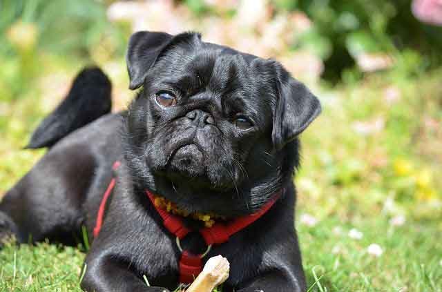 black pug training