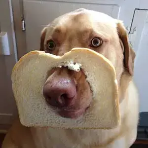 can dogs digest bread