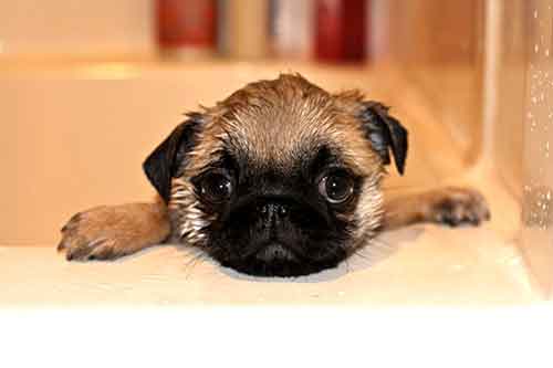 Bathing pugs to reduce shedding