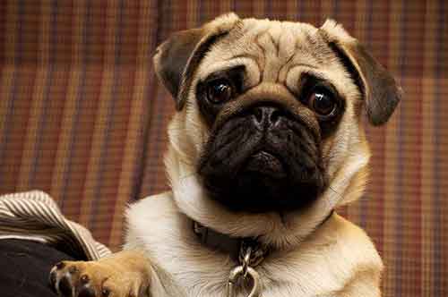 do pugs shed: how to deal with the issue of pugs