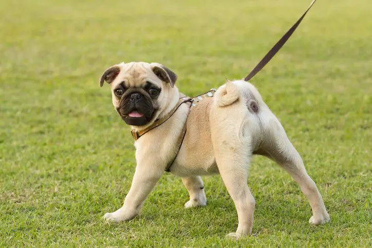 do black pugs shed