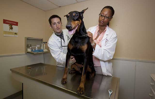 doberman at vet