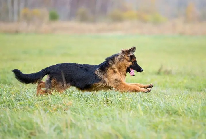 The Long Haired German Shepherd An Elusive Exotic Breed