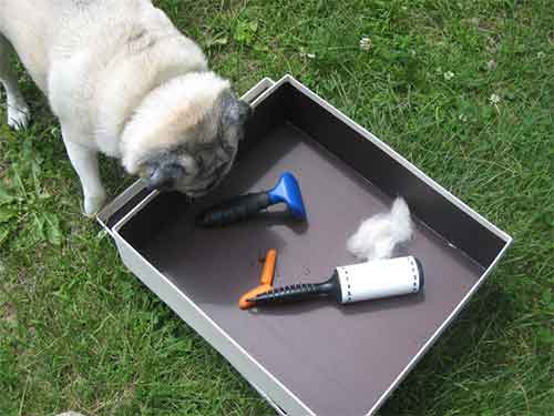 Pug grooming tips